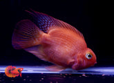 Super Bloody King Kong Parrot Cichlid - Size 3-4”